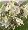 Dendrobium QF Akala