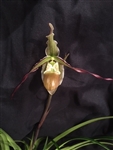 Phragmipedium Green Hornet