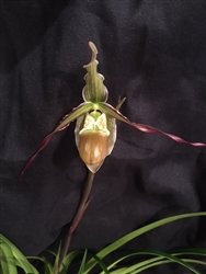 Phragmipedium Green Hornet