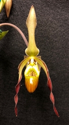 Phragmipedium QF Nolene (Joan Tyler x pearcei) x(sargentianum x warscewiczianum)