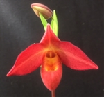 Phragmipedium Acker's Superstar 'MVP' 4N AM/AOS