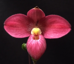 Phragmipedium Barbara LeAnn