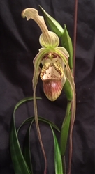 Phragmipedium Betheva (caudatum x pearcei)