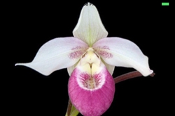 Phragmipedium Cardinale (schlimii x sendenii)