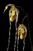 Collector Orchid - Phragmipedium Grande