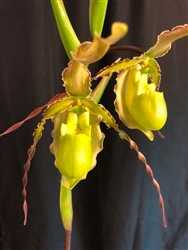 Phragmipedium Green Goblin (Grande x boissierianum)