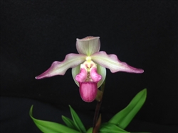 Phragmipedium schlimii x Cape Gold Nugget, Haroldeen Quintal