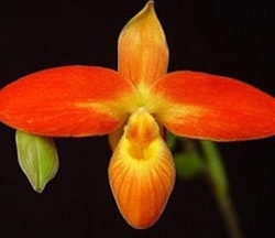 Phragmipedium Karame (besseae v. flavum x dalessandroi)