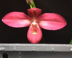 Phragmipedium La Vingtaine