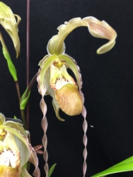 Phragmipedium Mayling Nielsen