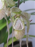 Phragmipedium Memoria Garren Weaver