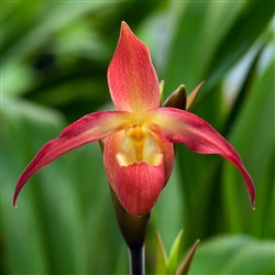 Phragmipedium Millbrook (besseae x Nicolle Tower)