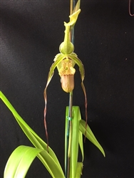 Phragmipedium Mont Fallu