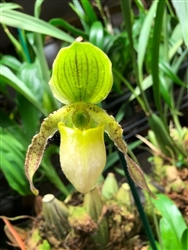 Paphiopedilum No ID