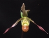 Phragmipedium Patti MacHale