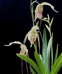 Phragmipedium Paul Eugene Conroy