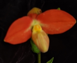 Phragmipedium QF Ehukai ((besseae v. flavum x dalessandroi)) x besseae)