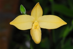 Phragmipedium QF Ehukai v. flavum (besseae v. flavum x dalessandroi v. flavum) x besseae v. flavum)