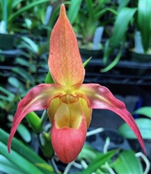 Phragmipedium QF Kaleimomi (Memoria Julius Dixler x Frank Quintal Sr.)