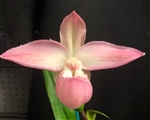 Phragmipedium QF Pink Frill (Eric Young x Eumelia Arias)