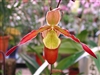 Phragmipedium Sorcerer's Apprentice