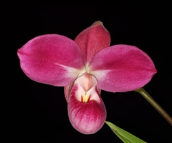 Phragmipedium Tupac Amaru (Peruflora's Cirila Alca x kovachii)