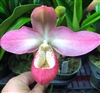 Phragmipedium Vingtaine des Mathias (kovachii x Sunset Glow)