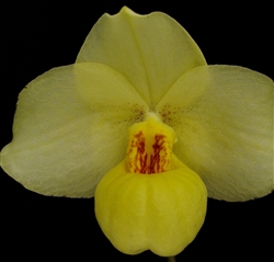 Paphiopedilum Franz Glanz (armeniacum x emersonii)