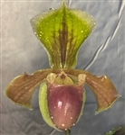 Paphiopedilum Hengduan's Qin (helenae x villosum)