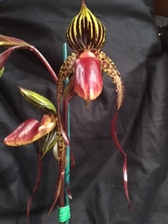 Paphiopedilum QF Hula Dancer