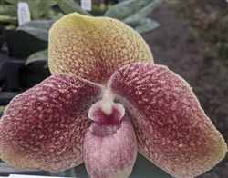 Paphiopedilum Karl Ploberger (bellatulum ('Big Spot' x 'Red') x hangianum)