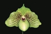 Paphiopedilum Mint Chocolate