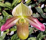 Paphiopedilum QF Halawa (urbanianum x violascens)