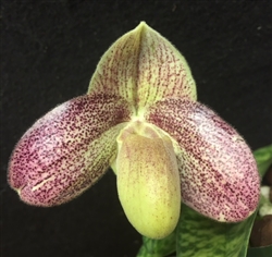 Paphiopedilum Sandy's Brocade