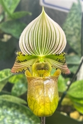 Paphiopedilum Albertine (venustum x acmodontum)