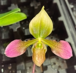 Paphiopedilum Apres Midi (volonteanum x appletonianum)