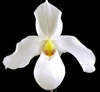 Paphiopedilum Armeni White