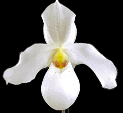 Paphiopedilum Armeni White