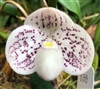 Paphiopedilum Gisela Utz (thaianum x wenshanense)