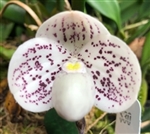 Paphiopedilum Gisela Utz (thaianum x wenshanense)