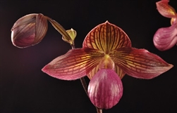 Paphiopedilum rothschildianum x micranthum