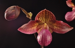 Paphiopedilum rothschildianum x micranthum