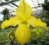 Paphiopedilum Gold Dollar (primulinum x armeniacum)