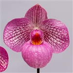 Paphiopedilum Magic Lantern