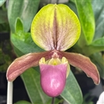 Paphiopedilum WÃ¶ssner Ministar (henryanum x helenae)