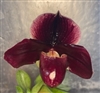 Paphiopedilum QF Burgundy Blush (Laurie Lei Quintal x Satchels Legend)