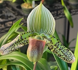 Paphiopedilum QF Ekolu (dixlerianum x argus)