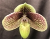 Paphiopedilum QF Makani (violascens x leucochilum)