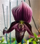 Paphiopedilum QF Waianani (Lorraine's Pride x barbatum)