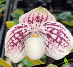 Paphiopedilum QF Whiteout (QF Mini x leucochilum 'Red')